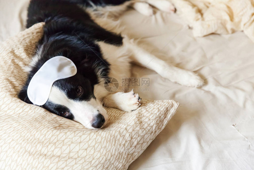 不要打扰我让睡觉有趣的小狗边境牧羊犬与睡眠眼罩躺在床上的枕头毯子上小狗在家里躺着睡觉休息晚安失眠图片