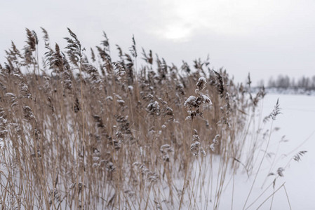 青草的鲜干散热在冬季被雪覆盖图片