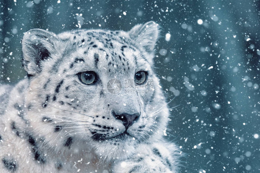 最美丽的大猫之一雪豹伊尔比图片