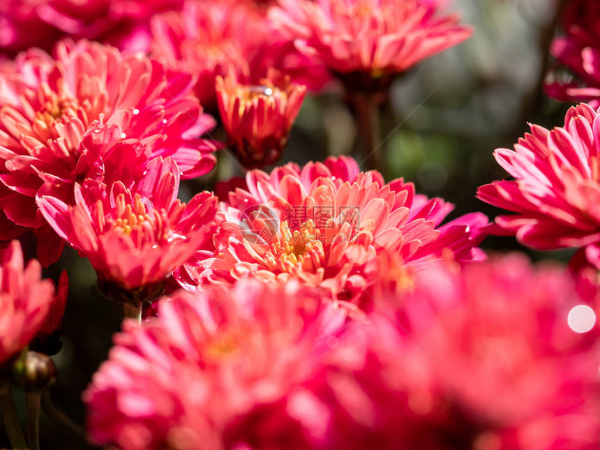 花店里的红菊花无缝花纹背景图片