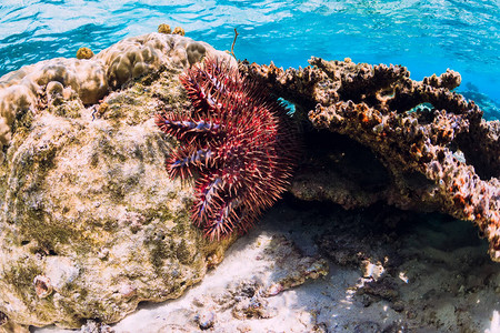 热带海洋中珊瑚和海星的水下场景图片