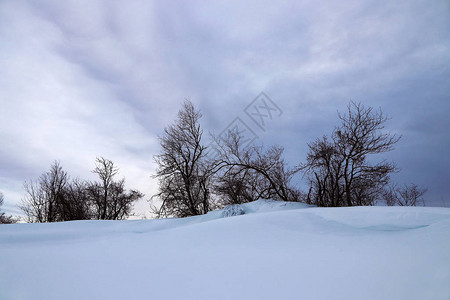 有很多雪和一群树的冬天风景图片