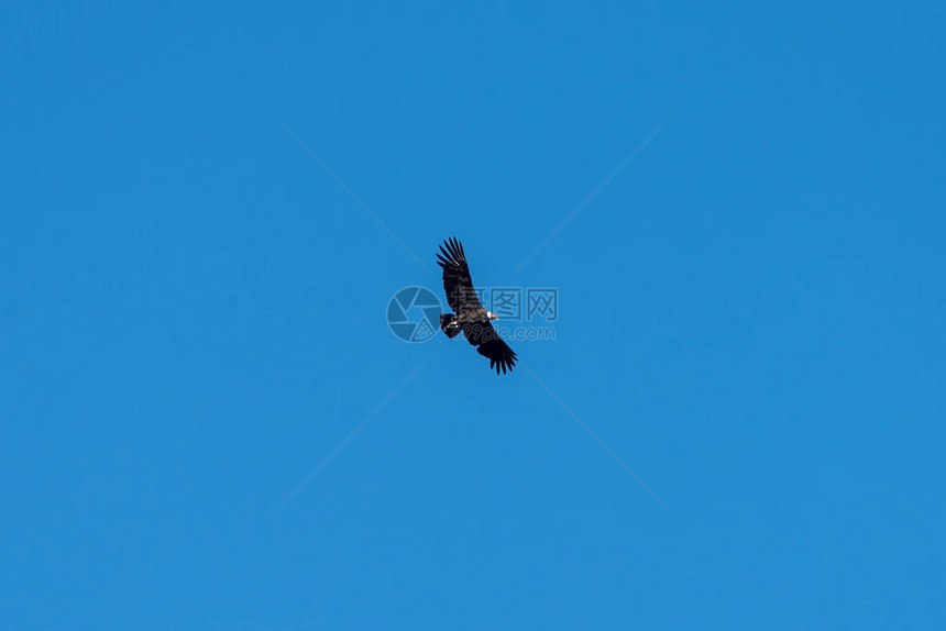 安第斯神鹰飞过蓝天图片