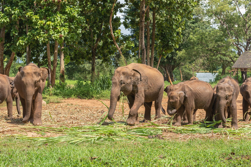 婴儿大象在释放前在过度接触中心失去母亲图片