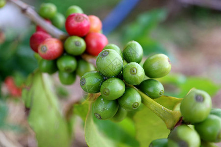 在泰国北部南省咖啡树枝上熟的封闭式一图片