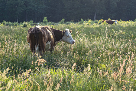 这些牛在低中午日中阳光下图片