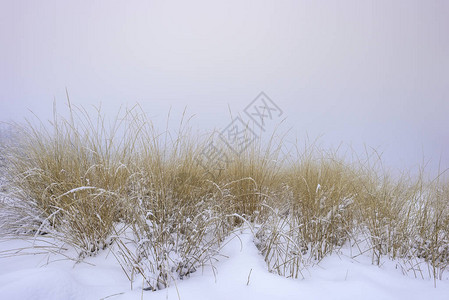 森林草地冬季有新鲜雪图片