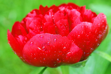 一朵红花有雨滴和绿图片