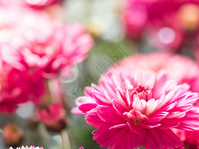 花店里的红菊花图片
