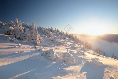 黄昏时分山顶上的霜树映衬着蓝天图片