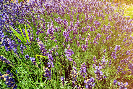在阳光明媚的日子里紫衣花在田野图片
