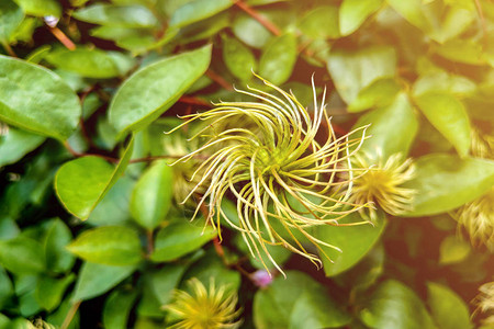 花朵是克莱玛蒂斯红毛花图片