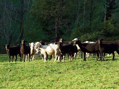 莱茵河谷Rhevental和阿尔普斯坦马斯尼夫山坡下牧场上的羊群图片