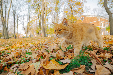 秋天树叶上美丽的姜猫图片