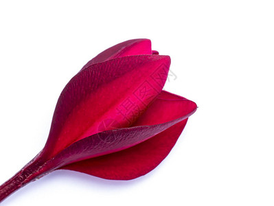 白色背景柔软影子的红花朵紧贴着fragipani图片