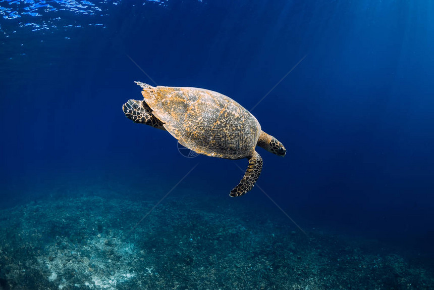 绿海龟在深海游泳特写图片