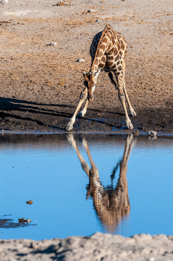 安哥拉的GiraffeGiraffagiraffaangolensis在伊托沙公园的一图片