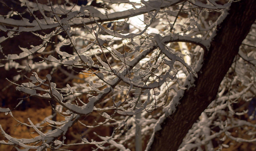 夜里紧遮着雪的树枝在灯光图片