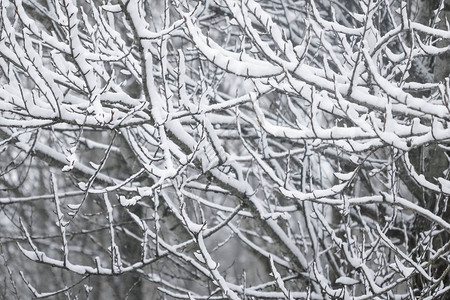 下雪假期和环境概念图片