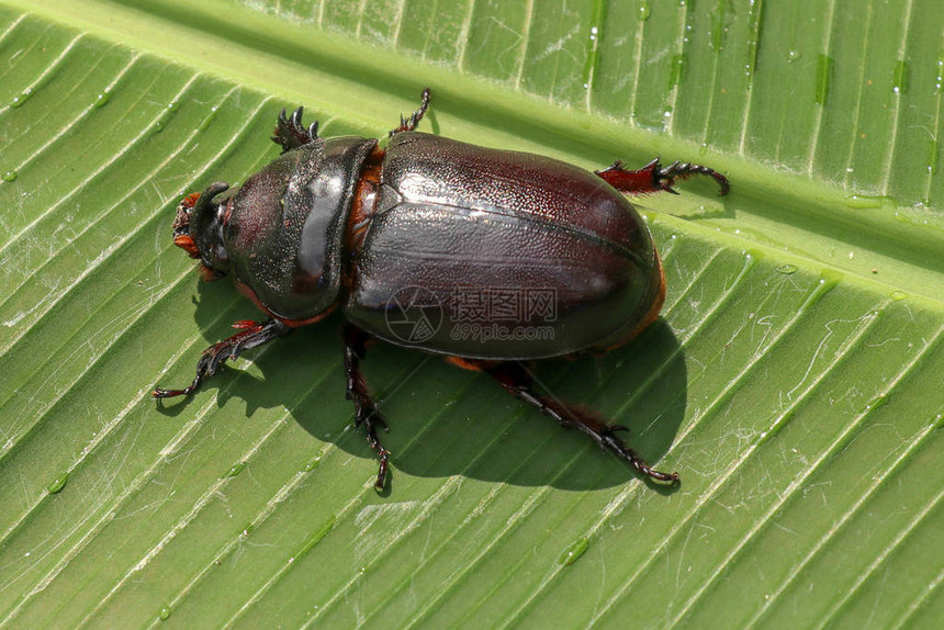 欧洲犀牛甲虫的顶视图绿叶和花上的OryctesNasicornis大自然中美丽甲虫的微距拍摄雄犀牛甲虫的特写镜头惊图片