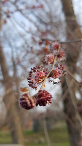 盛开的树枝与不寻常的蓬松花朵特写在树枝模糊的背景上春天在公园里异国情图片