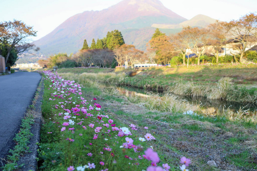 日本大分由布院的鲜花景观图片