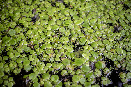 植物园花池中植图片