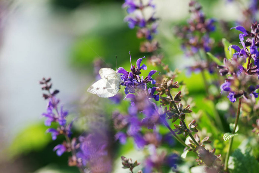 蝴蝶选址在花园背景上开花的紫色鼠尾草上图片