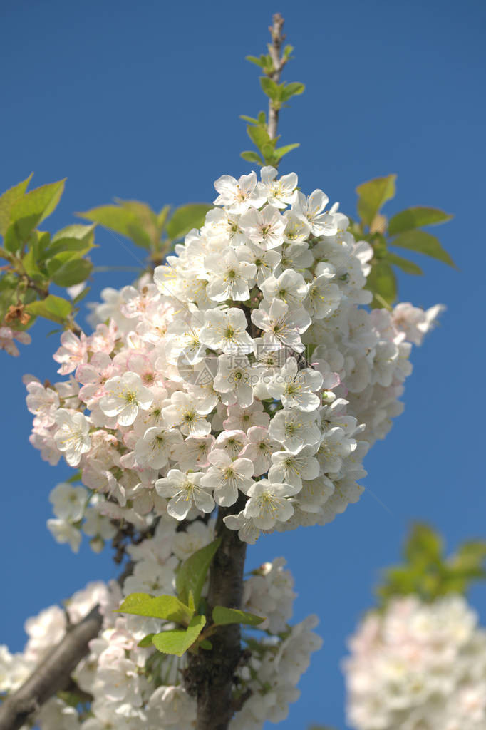 院子里苹果树枝的白花图片