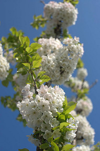 院子里的鲜花小白花开花图片