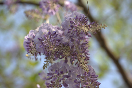 花园背景中的洋槐树紫色花朵的树枝图片