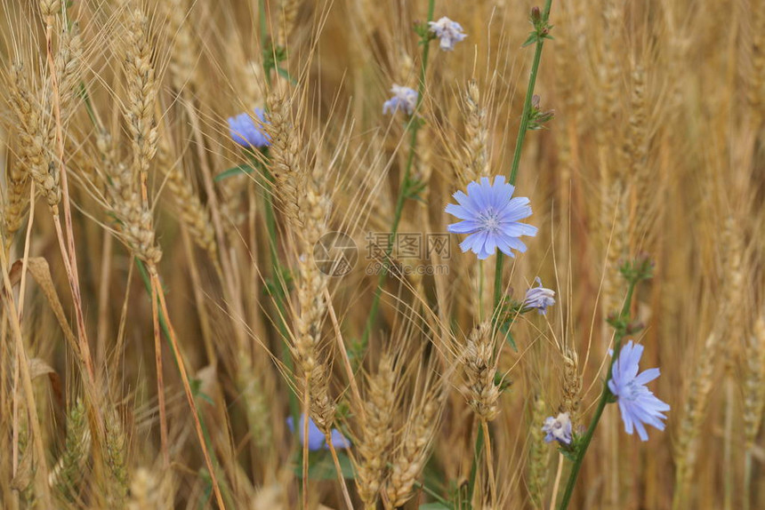 金色的红麦田附近草地底有美丽的紫花朵图片