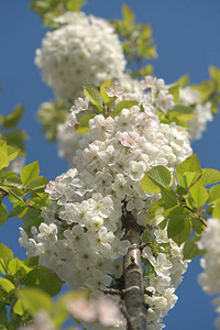 蓝天背景下开花的苹果树枝美丽的小白花图片