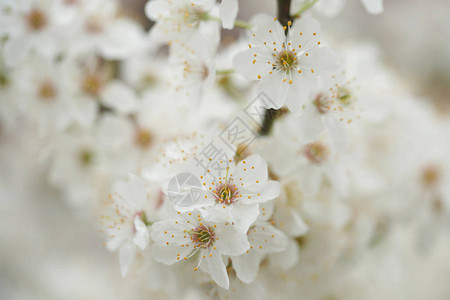 在花园里花朵的白色鲜花和苹果图片