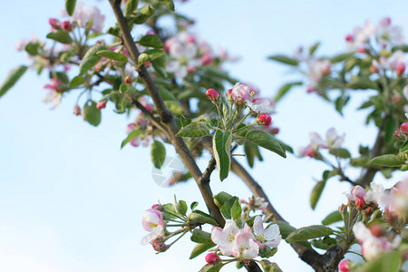 果园里开花的苹果树枝图片