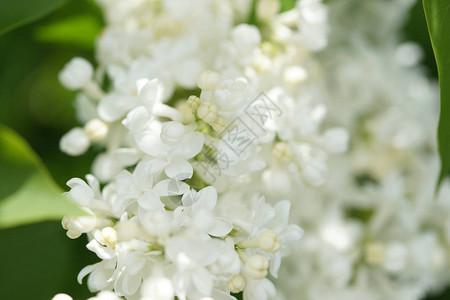 花园里有白色的花朵紧贴着开花的树图片
