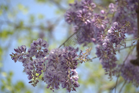 果园里开着紫色花的金合欢树枝图片