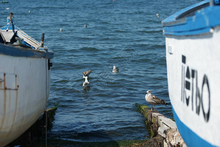 港口码头上的海鸥图片