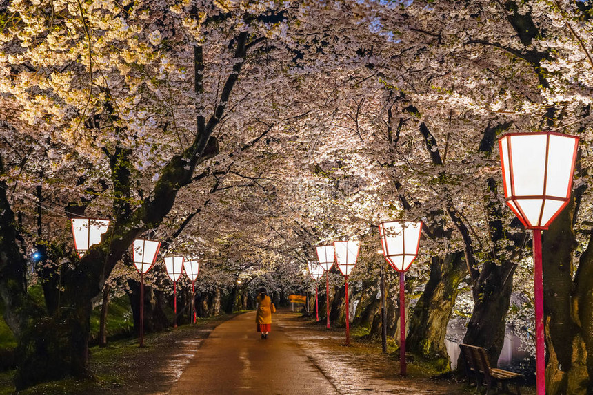 弘前公园樱花树祭节在春天的夜晚点亮西护城河中美丽盛开的粉红色花朵隧道和灯光照亮日本东图片