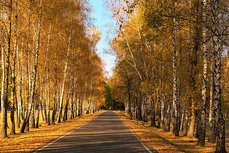 金秋中的沥青路沿路的白桦林秋季色彩缤纷生机勃的绿树成背景图片