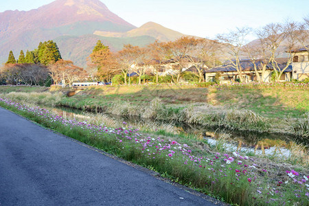 日本大分由布院的鲜花景观图片
