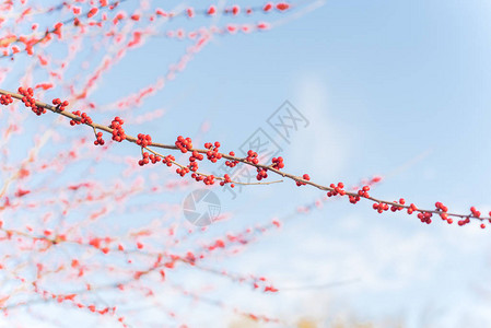 落叶冬青或冬莓负鼠山楂落叶冬青红色果实在大灌木小树上图片