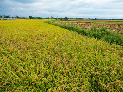 夏季稻田收割图片