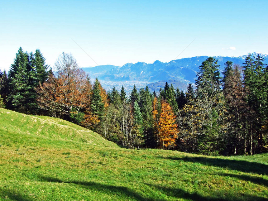 阿尔普斯坦山群坡和莱茵河谷Rhevental的高山牧场和草原图片