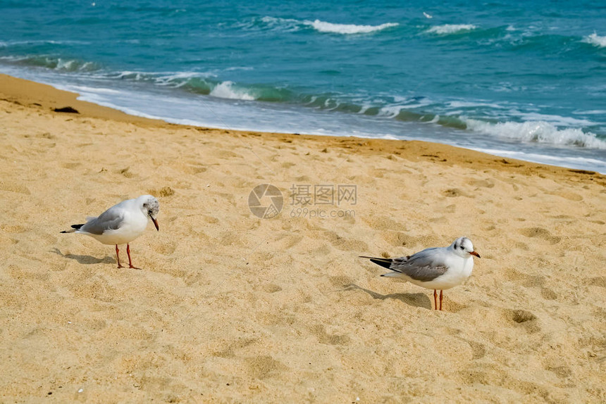 韩国釜山海滩上的海鸥图片