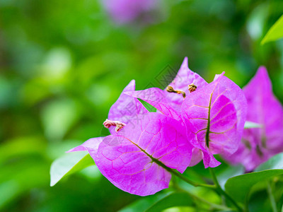 九重葛花纹理和背景图片