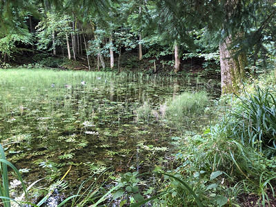 Altmannenweier湖或Altmannenweiher池塘图片