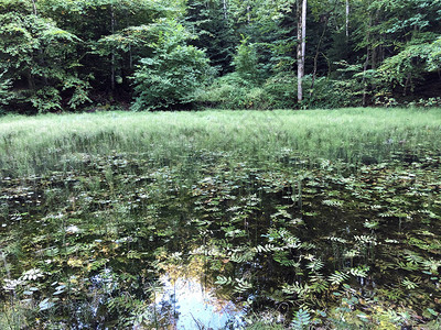 Altmannenweier湖或Altmannenweiher池塘图片