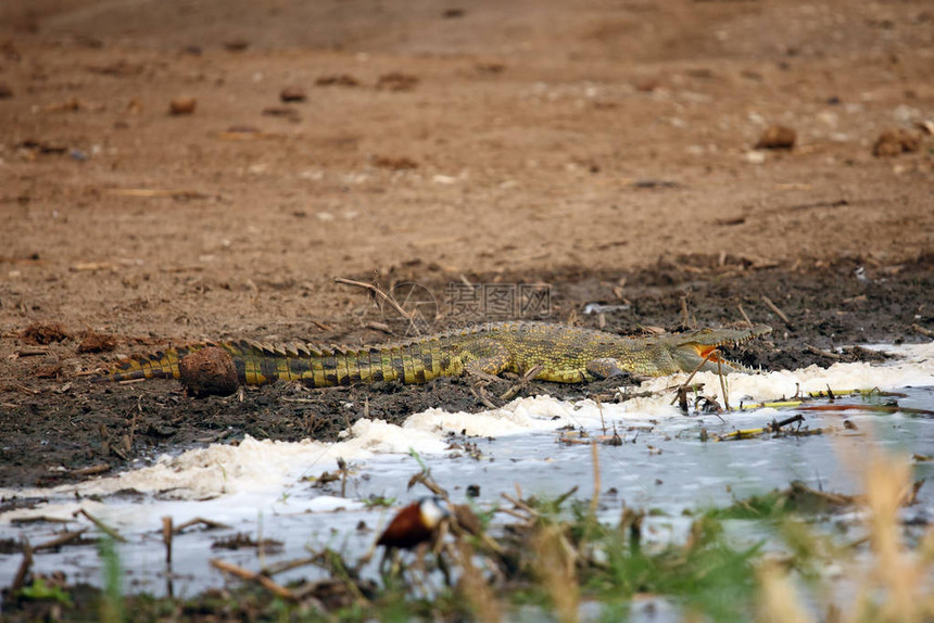 非洲大河沿岸的尼罗河鳄鱼Crocodylusnota图片