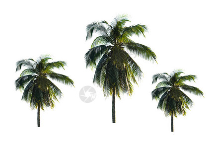 椰子棕榈树在白色图片